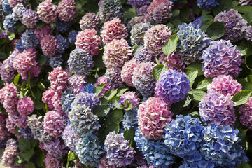 Colorful hydrangea flowers on a summer day