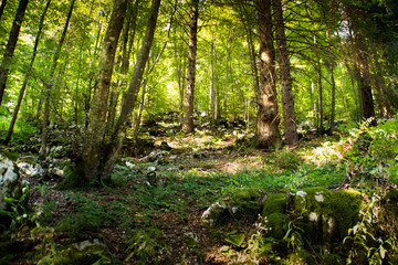Fototapeta na wymiar Forêt de l'Altopiano di Asiago