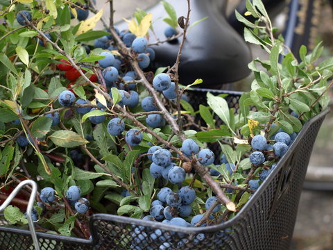 schlehenzweige im fahrradkorb