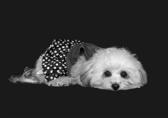 Havaneser Hund im Kleid, schwarz weiß