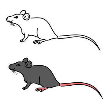 Rat, mouse - sketch, the drawing in color