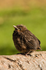 Naklejka na ściany i meble closeup of young common blackbird
