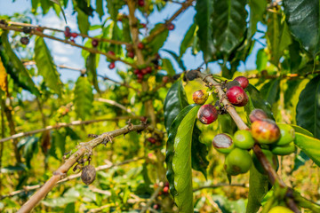 Coffee farm in Manizales, Colombia