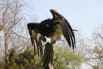 Eagle on hawkers hands.