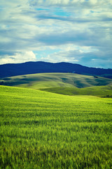 Naklejka premium Tuscany hills