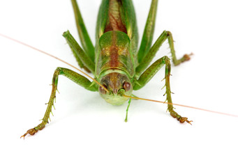 Green grasshopper isolated on a white background