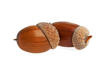 Two acorns on a white background