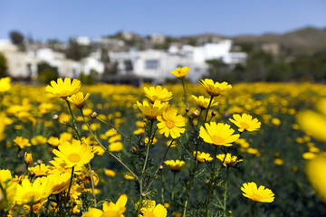 Natural yellow chamomile flowers in rural area