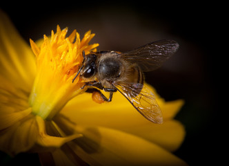 Bee