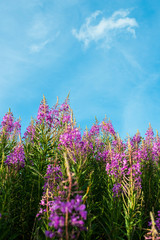 Fireweed (Epilobium or Chamerion angustifolium)