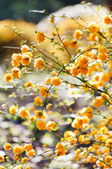 autumn