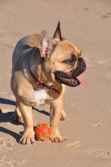 French Bulldog dog on the sea