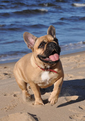 Obraz premium French Bulldog dog on the sea