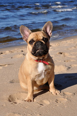 Obraz premium French Bulldog dog on the sea