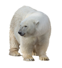 large isolated on white polar bear