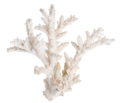 white color isolated sea coral
