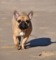 French Bulldog dog on the sea