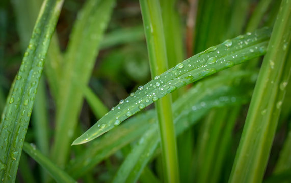 Fototapeta Long green tropical leaves, intersecting, with drops of rainwater