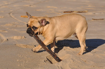 French Bulldog dog on the sea