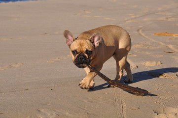 French Bulldog dog on the sea