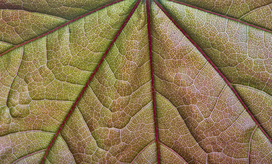 photo of green and red leaf closeup