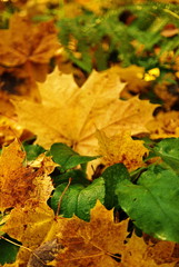 A carpet of fallen leaves on the ground in the autumn forest