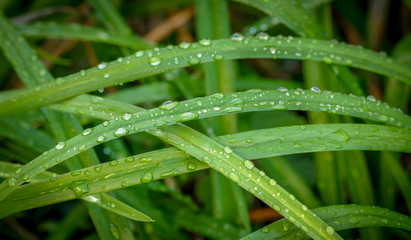 Long green tropical leaves, intersecting, with drops of rainwater