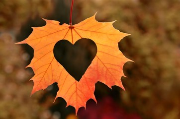 Heart in autumn leaf on autumn nature  background.