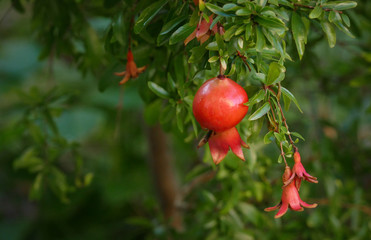 Miniature Pomegranate - Punica Granatum - tropical fruit growing on a tree
