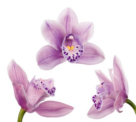 three light violet blooms of orchid on white