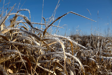 Obraz premium the grass is covered with frost