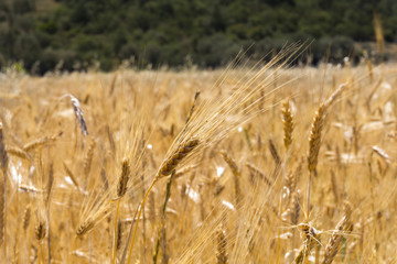 Glean field in agricultural area at mediterranean country © COSPV