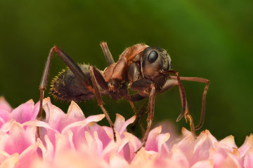 High magnification - Ant
