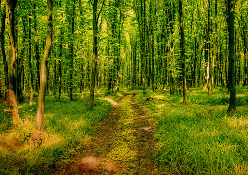 Fototapeta beautiful green forest