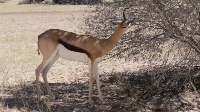 Portrait of springbok antelope grazing in kgalagadi national Park, Namibia
