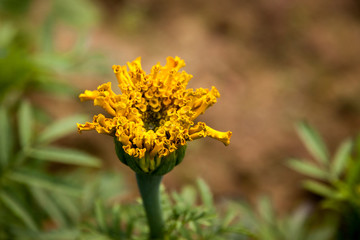 Aufblühende Tagetes