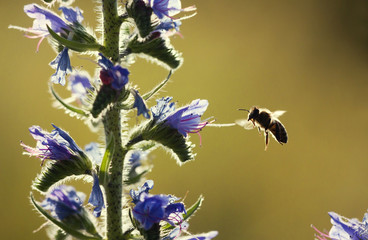 Honeybee flying for nectar