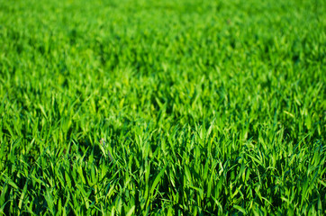  grass texture