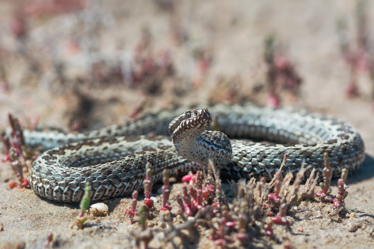 Meadow viper