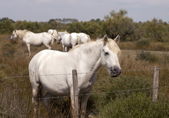 Obraz na płótnie Canvas White horses in a farm