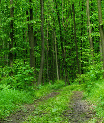 Obraz premium Nature background of green forest