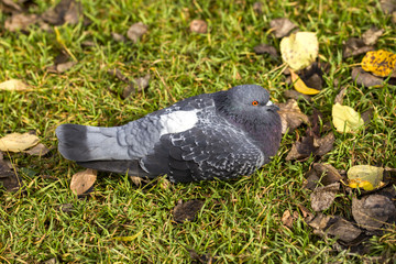 Dove on the white background