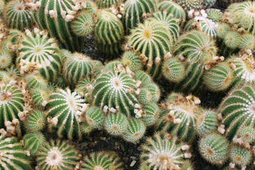 Fototapeta premium Cactus. Green cactus thorns in the cultivation bowl ,it has lots of small long green stings.