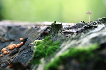 poisonous mushrooms in the forest