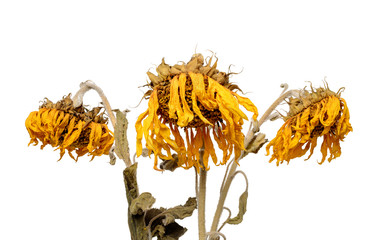 Three dried sunflowers isolated on white background