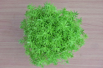 Green leaves on a wood texture
