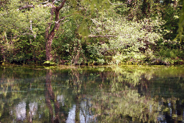 Spring natural landscape