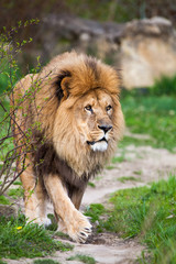 Fototapeta na wymiar Macestic lion walking