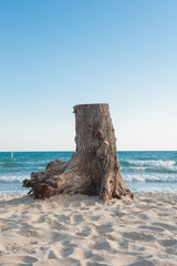 Fototapeta premium Stump with sea background.