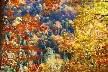 Fototapeta na wymiar Colorful autumn